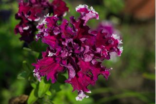 Πετούνια με λουλουδάκια - ποικιλίες - 80 σπόρους - Petunia x hybrida fimbriatta  - σπόροι
