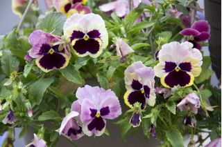 Stemorsblomst - Viola x wittrockiana - Tutti Frutti - 240 frø - bland