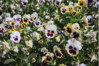 Büyük çiçekli bahçe Hercai Menekşe "Tutti Frutti" - çeşitli karışımı - 240 tohum - Viola x wittrockiana  - tohumlar