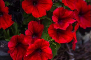 Petunia merah "Cascade" - "Superkaskadia" - 12 biji - Petunia x hybrida pendula