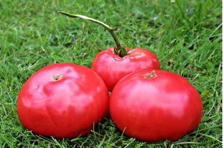 Tomato "Raspberry Field" - field, raspberry variety with stiff stems