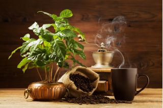 Araabia kohv - 6 seemnet - Coffea arabica - seemned