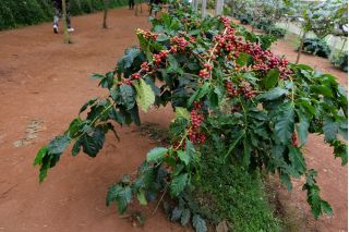 קפה ערבי - 6 זרעים - Coffea arabica