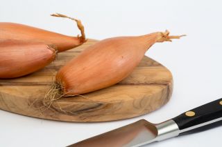 Onion "Icicle" - elongated bulbs - 500 seeds