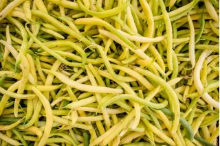 ถั่วฝรั่งเศสสีเหลือง "Undira" - ความหลากหลายทำให้สุก - Phaseolus vulgaris L. - เมล็ด