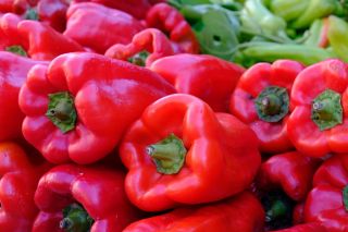 Pepper "Balladyna" - červená, bloková odroda na pestovanie v poľných a krytých porastoch - Capsicum L. - semená