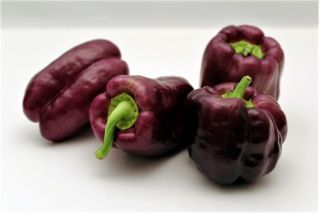Pepper "Ingrid" - giống màu nâu sẫm tạo ra quả lớn - Capsicum L. - hạt