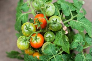 گوجه فرنگی "Bajaja" - تنوع گونه ای گیاهی با کمترین رشد و عادت زودهنگام برای کشت بالکن - Lycopersicon esculentum Mill  - دانه