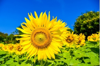 Garden sunflower - biji yang dapat dimakan - 500 g biji - Helianthus annuus