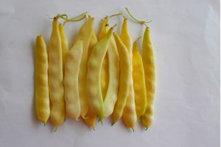 옐로우 프렌치 빈 "Goliatka"- 대형 포드 형 - Phaseolus vulgaris L. - 씨앗