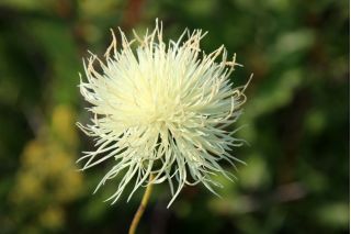 Sweetsultan  - 品种混合 -  220粒种子 - Centaurea moschata - 種子