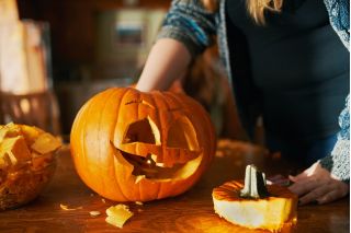 Zierkürbis 'Halloween' - die beste Sorte zum bildhauern
