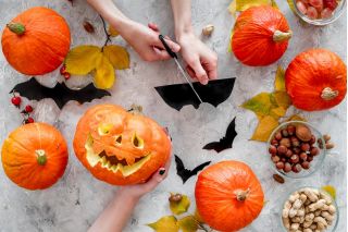 Zierkürbis 'Halloween' - die beste Sorte zum bildhauern