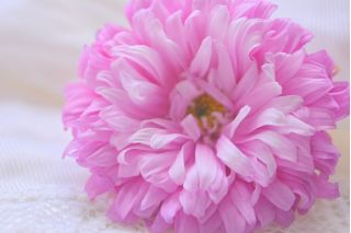 Ružová chryzantéma kvetovaná aster "Beryl" - 250 semien - Callistephus chinensis - semená