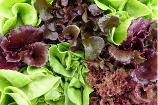 "Sweet Mesclun" mix of leaf salads varieties