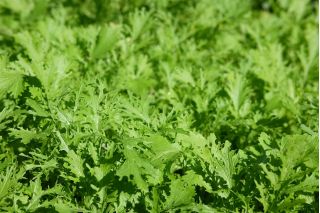 Salad Nhật Bản "Frizzy Joe" - Brassica rapa var. japonica - hạt