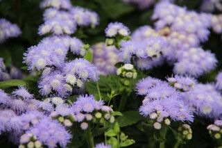 Alb-albastru flossflower; bluemink, blueweed, picior păsărică, pensula mexicană - 1440 de semințe - Ageratum houstonianum