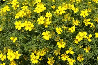 Signet ognjič "Lulu" - limona; zlati ognjič - Tagetes tenuifolia - semena