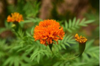 Meksički neven "Fantastic" - narančasti cvjetovi; Aztečki neven - 108 sjemenki - Tagetes erecta  - sjemenke
