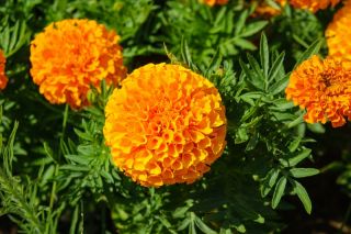 Aufrechte Studentenblume "Calando" - orange - 108 Samen