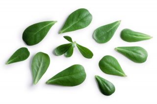 Baby Leaf - Portulak; Verdolaga, rote Wurzel, Pursley - 