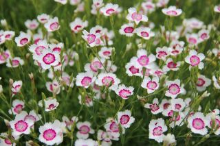 Maiden roza - belo-rdeče rože - 2250 semen - Dianthus deltoides - semena