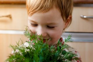 Happy Garden - "άνηθος με επιδεξιότητα" - Σπόροι που τα παιδιά μπορούν να μεγαλώσουν! - 2430 σπόρους - Anethum graveolens L.  - σπόροι