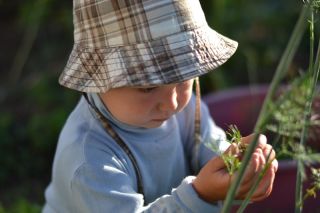 快乐花园 - “莳萝与技巧” - 孩子们可以种植的种子！ -  2430粒种子 - Anethum graveolens L.  - 種子