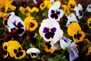 גן שוויצרי פנסי - תערובת מגוון - Viola x wittrockiana Schweizer Riesen - זרעים
