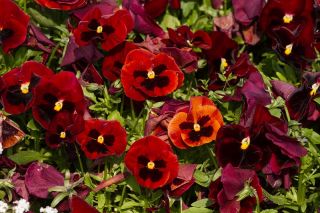 Pansy vườn Thụy Sĩ "Alpenglow" - đỏ sẫm, chấm - 360 hạt - Viola x wittrockiana Schweizer Riesen