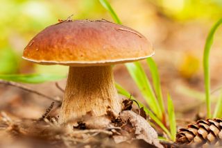 Oak and beech mushroom set + parasol mushroom - 4 species - mycelium, spawn