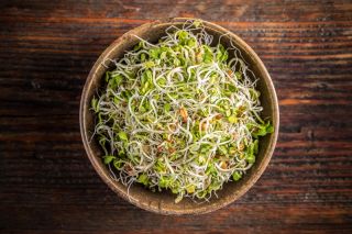 Bubur benih - Tumpukan kaya dengan Vitamin-B - set 9 keping + sprouter dengan 3 baki - 