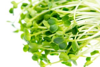 Kiemzaden - Hotmix - Driedelige set + sprout met één blad - 
