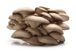 Cogumelo-ostra pérola, cogumelo-ostra árvore - Pacote grande - 100 unidades - plugues de geração de micélio - 