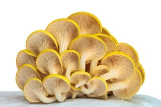 Gouden oesterzwam - Groot pakket - 100 stuks mycelium spawn-pluggen - 
