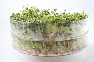 Sprouting frø - XL 3 sett - 8 stk 1 + sprouter med 3 skuffer - 