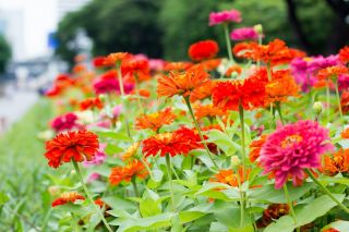 Happy Garden - "Zinnias, die Gartenhostessen"; Dahlienblumige Zinnie - Sortenmischung; - 108 Samen - 