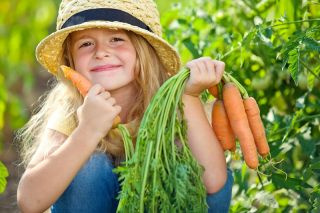 גן שמח - "כמו טעים כמו גזר" - זרעים שילדים יכולים לגדול! - 765 זרעים - Daucus carota