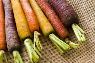 Happy Garden - هویج رنگین کمان - دانه هایی که کودکان می توانند رشد کنند! - Daucus carota