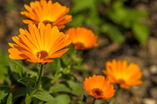 Happy Garden - "Whirling Ringelblume" - Samen, mit denen Kinder wachsen können! - 216 Samen