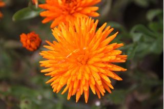 Potni ognjič "Orange Rays" - oranžna; rdečila, navadna ognjiča, škotski ognjič - Calendula officinalis - semena
