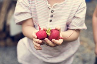 Happy Garden - "Round radishes" - Seeds that children can grow! - 400 seeds