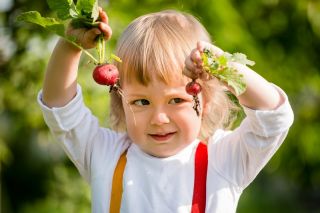 Happy Garden - "Round radishes" - Seeds that children can grow! - 400 seeds