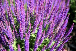 Woodland sage - violet-blue-flowered; Balkan clary
