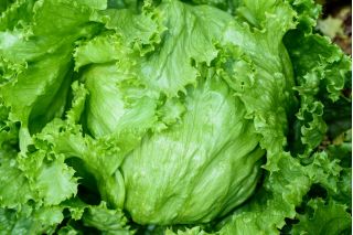 Iceber lettuce "Olimp" - TREATED SEEDS - 990 seeds