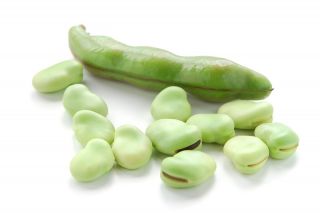 넓은 콩 "보너스"- 중기 초기 품종 - Vicia faba L. - 씨앗