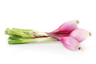 Cibuľa "Long Rose of Florence" - Allium cepa L. - semená