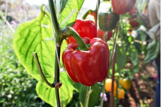 Pepper "Yolo Wonder" - sweet, red variety - 72 seeds