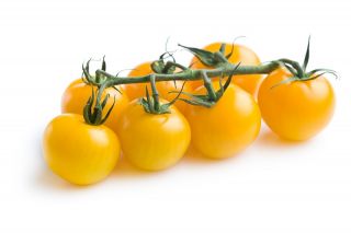 Field tomato "Mirabell" - tall, cocktail-type variety