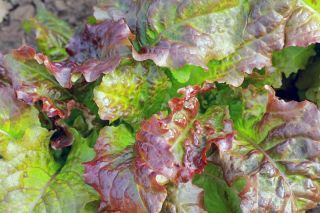 Lettuce daun merah "Rosela" - Lactuca sativa var. foliosa  - benih